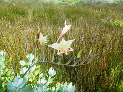 Gladiolus angustus