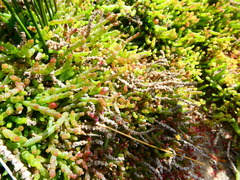 Salicornia natalensis
