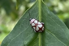 Omophoita magniguttis