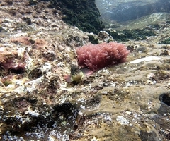 Ophioblennius atlanticus