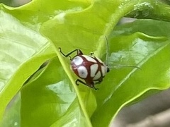 Omophoita magniguttis