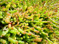 Salicornia natalensis