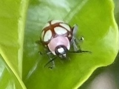 Omophoita magniguttis