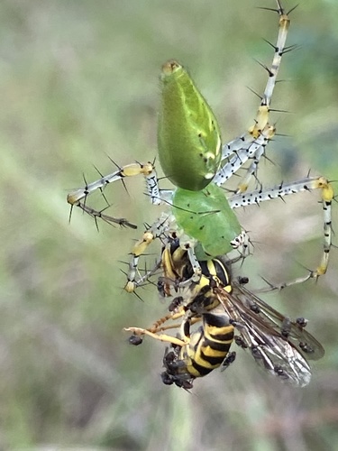 Oxyopidae image