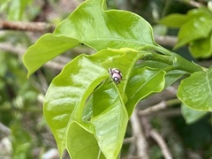 Omophoita magniguttis