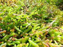 Salicornia natalensis