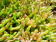 Salicornia natalensis