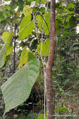 Magnoliopsida