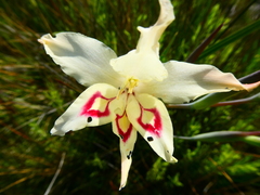 Gladiolus angustus