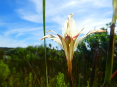 Gladiolus angustus