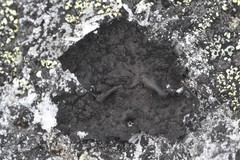 Umbilicaria hyperborea