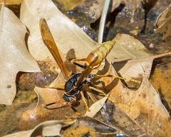 Polistes comanchus comanchus