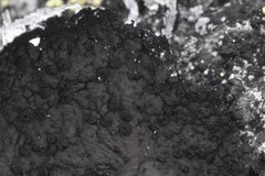 Umbilicaria hyperborea