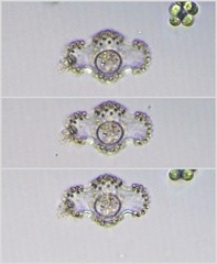 Cosmarium ornatum