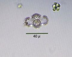 Cosmarium ornatum