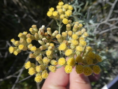 Helichrysum revolutum