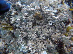 Pagurus granosimanus