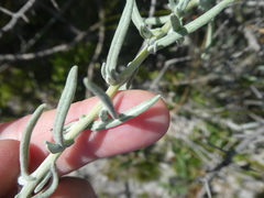 Helichrysum revolutum