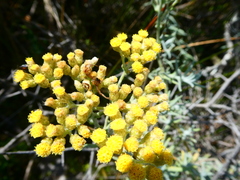 Helichrysum revolutum