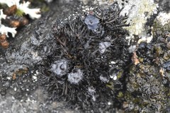 Cornicularia normoerica