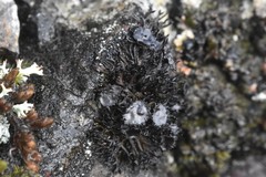 Cornicularia normoerica