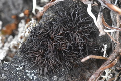 Cornicularia normoerica