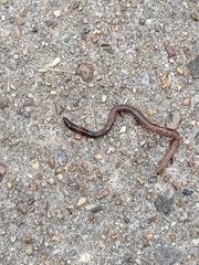 Lumbricus terrestris