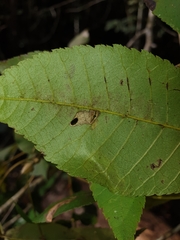 Image of Coptodisca lucifluella
