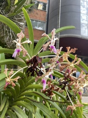 Vanda tricolor