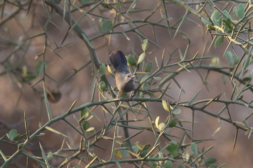 Grey Wren-Warbler (Calamonastes simplex), photo 7