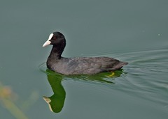 Fulica atra