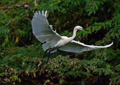Egretta garzetta
