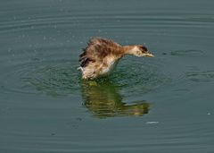 Tachybaptus ruficollis