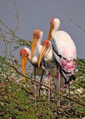 Mycteria leucocephala