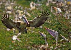 Pelecanus philippensis