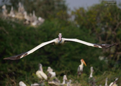 Pelecanus philippensis