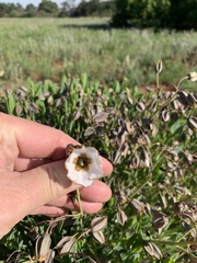 Trichodesma physaloides