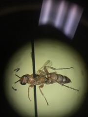 Rubicundiella