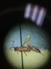 Rubicundiella