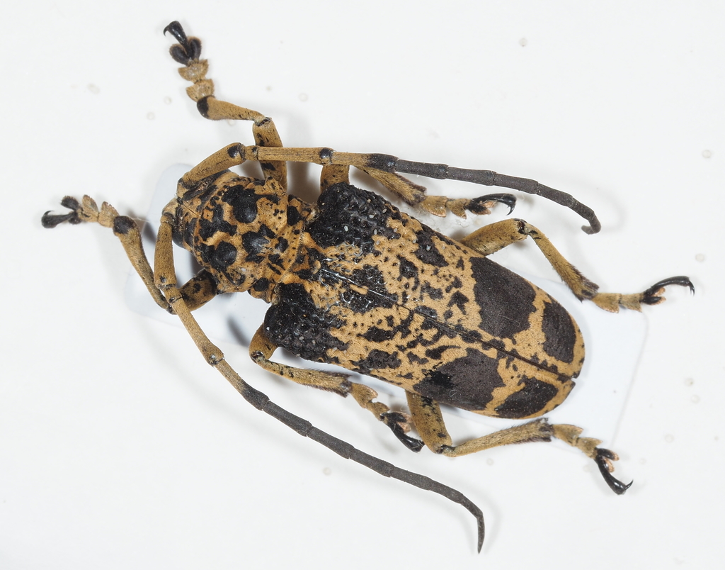 Phryneta marmorea
