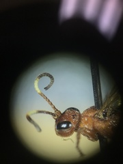 Rubicundiella