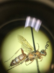 Rubicundiella