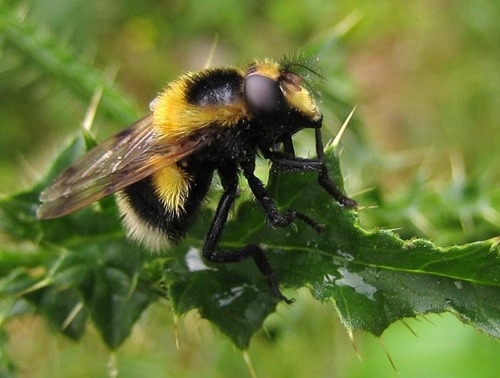 Bumble Bee Hover Fly