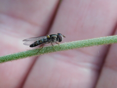 Pseudoscaeva meridionalis