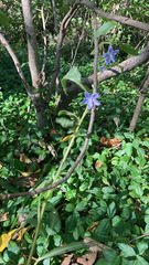 Campanulastrum americanum