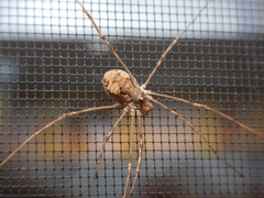Dasylobus graniferus