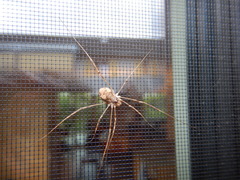 Dasylobus graniferus