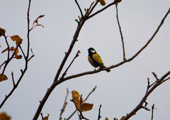 Parus major