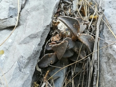 Lenophyllum guttatum