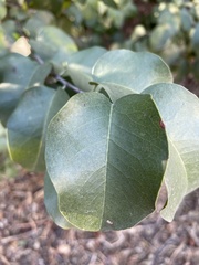 Ceratonia siliqua
